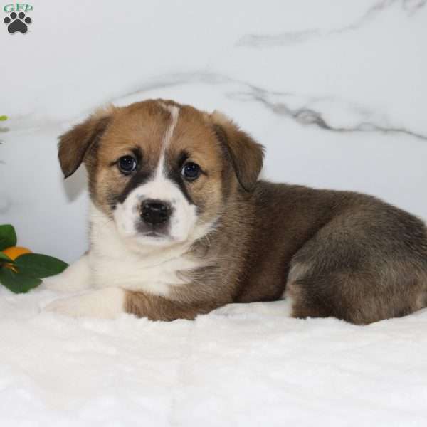 Ricky, Pembroke Welsh Corgi Puppy